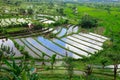 Rice field in Bali