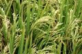 Rice field Royalty Free Stock Photo