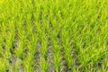 Rice field, Bali Island, Indonesia Royalty Free Stock Photo