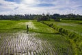 Rice field in Bali