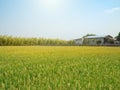 Rice field and a barn under the sun and clear blue sky. Royalty Free Stock Photo