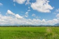 Rice field with beautiful blue sky at Phichit, Thailand Royalty Free Stock Photo