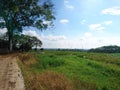 Rice field in a beautifull momment