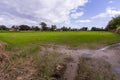 Rice field with beauty sky in Thai Royalty Free Stock Photo