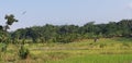 Rice Field; Bird Fly; Trees