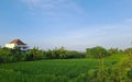 Rice field, blue sky, panorama, nature, sunny, green, beautiful Royalty Free Stock Photo