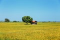 Rice, rice field, blue sky, Sri Lanka