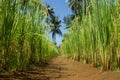 Rice field. Bottom view