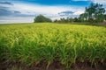 Rice field with bright blue sky