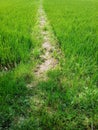 The rice field bunds function as a barrier, a place for people to pass and a place to dispose of weeds.