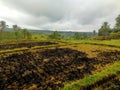 Rice field burned after the harvest, in the famous Jatiluwih rice terraces in Bali Royalty Free Stock Photo