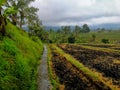 Rice field burned after the harvest, in the famous Jatiluwih rice terraces in Bali Royalty Free Stock Photo