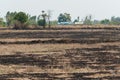 Rice field after burned on sunny day