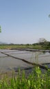 A rice field in buttala Sri Lanka