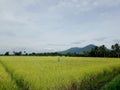 Rice Field Royalty Free Stock Photo