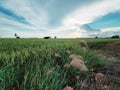 Rice field in the central district of Thailand, way of life of thai peuple, Bangkok, Thailand