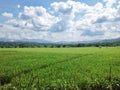 Rice field