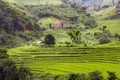 Rice field Royalty Free Stock Photo