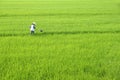 Rice field