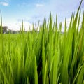 Rice Field City Royalty Free Stock Photo