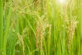 Rice field. Closeup of yellow paddy rice field with golden sun rising in autumn Royalty Free Stock Photo