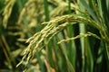 Rice field. Closeup of yellow paddy rice field with green leaf and Sunlight in the morning time Royalty Free Stock Photo