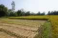 Rice field. Closeup of yellow paddy rice field with golden sun rising in autumn.organic rice fields or paddy field prepare the