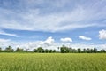 Rice field cloudy blue sky
