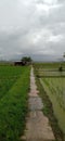 Rice field on a cloudy day