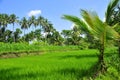 Rice Field and Coconut Trees