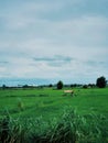 Rice field, contryside of Thailand Royalty Free Stock Photo