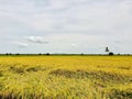 Rice field, contryside of Thailand