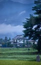 Rice field in countryside in Japan, 08 26 2018 Royalty Free Stock Photo