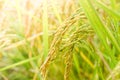 Rice field in countryside Thailand, landscape of rice paddy