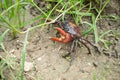 Rice field crab