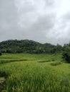 Rice field destination Royalty Free Stock Photo