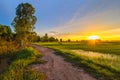 Rice field and dirt road at sunset Royalty Free Stock Photo