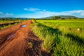Rice Field and Dirt Road Royalty Free Stock Photo