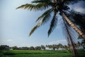 Rice field in early stage at Bali, Indonesia. Coconut tree at background Royalty Free Stock Photo