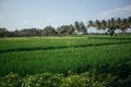 Rice field in early stage at Bali, Indonesia. Coconut tree at background Royalty Free Stock Photo