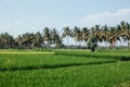 Rice field in early stage at Bali, Indonesia. Coconut tree at background Royalty Free Stock Photo