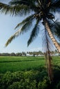 Rice field in early stage at Bali, Indonesia. Coconut tree at background Royalty Free Stock Photo