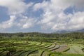 Rice field in early stage at Bali, Indonesia. Coconut tree and h Royalty Free Stock Photo