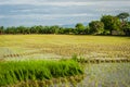 Rice field in early stage Royalty Free Stock Photo