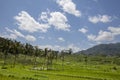 Rice field in early stage at Ubud, Bali, Indonesia. Coconut tree Royalty Free Stock Photo