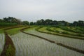 Rice field in East Java, Indonesia Royalty Free Stock Photo
