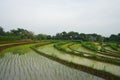 Rice field in East Java, Indonesia Royalty Free Stock Photo