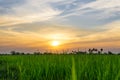 Green rice paddy fields and trees.