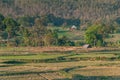 Rice field in the evening