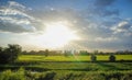 Rice field in the evening